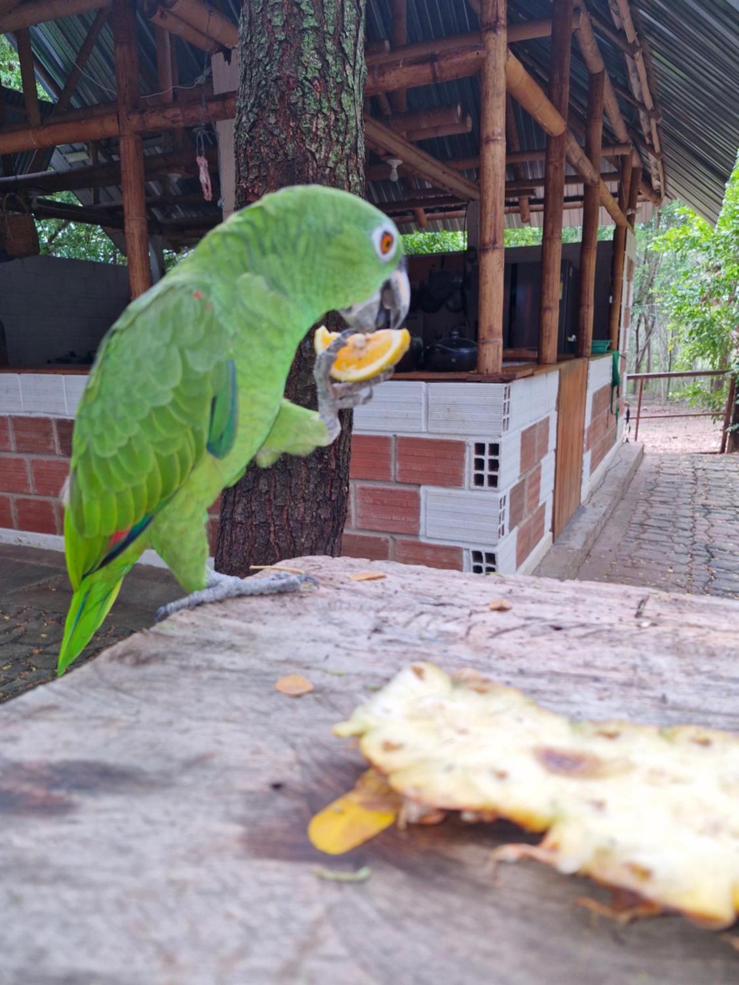 Finca Ecoturistica Los Jagueyes Baraya Exteriör bild